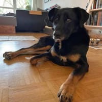 Ikarus, freundlich, aufgeschlossen, Hund zur Adoption