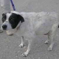 Ulmi ist eine herzensgute Hündin!, Hündin zur Adoption