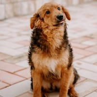 Junger lieber Kroki sucht seine Familie!, Hund zur Adoption