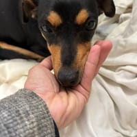 Gnadenplatz für Anette, Hündin zur Adoption