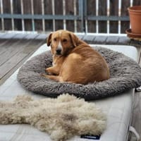 🐾❤ HUGO PS in 91241 Kirchensittenbach, Hund zur Adoption