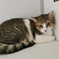 APPLE, chat à adopter