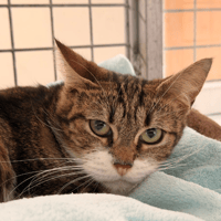 GIBEE, chatte à adopter