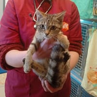 CAGUETTE, chatte à adopter