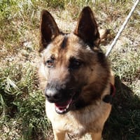 Tirex (réservé), chien à adopter