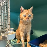 georgy, chat à adopter