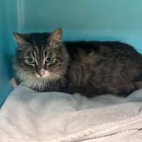 Artus, chat à adopter