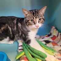 JOBASTRE, chat à adopter