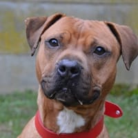 MAGNUM CHAO, chien à adopter