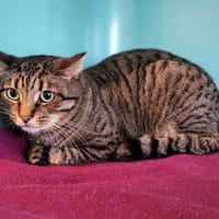 moustique, chat à adopter