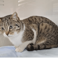 DAISY, chatte à adopter