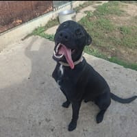 DIEGO, chien à adopter