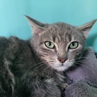 nimbus, chat à adopter