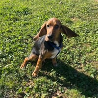 Arthur reservé, chien à adopter