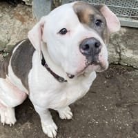 OSKO, chien à adopter