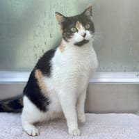 Mimolette, chatte à adopter