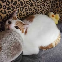 CHILLI, chat à adopter