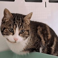 BILLY, chat à adopter