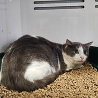 Iris, chatte à adopter