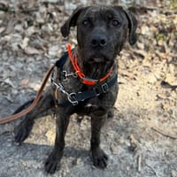 ATHENA HAA24633, chienne à adopter