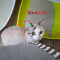 NOUVELLE, chatte à adopter