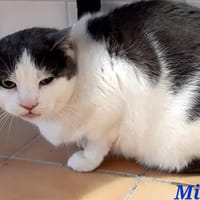 Milou, chat à adopter