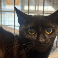 TROTINETTE, chatte à adopter