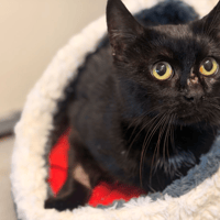 GAMIN, chat à adopter