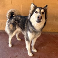 DISNEY PAA24130, chienne à adopter