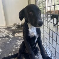 TANGO, chien à adopter