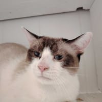 BOURDON, chat à adopter