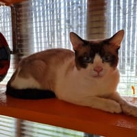 BOURDON, chat à adopter