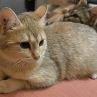 ELLA, chatte à adopter