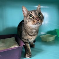 BOULON, chat à adopter