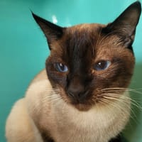 SMOCKING, chat à adopter