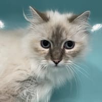 STITCH, chatte à adopter