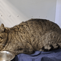 HECTOR, chat à adopter