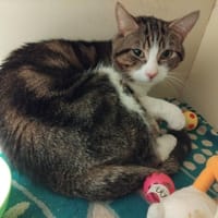 PAB28586 Mulot, chat à adopter