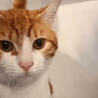 MACKA, chat à adopter