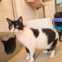 LILITH, chatte à adopter