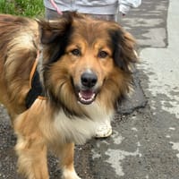 uno, chien à adopter