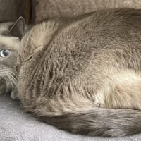 GLOBULE CTTE, chatte à adopter