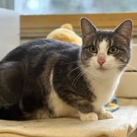 Tremaine, chatte à adopter