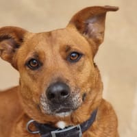 WISH, chienne à adopter