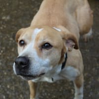cali, chienne à adopter