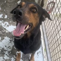 Ruby, chienne à adopter