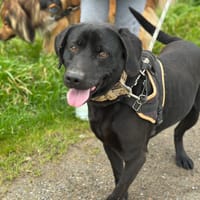 lucky, chien à adopter