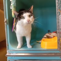 BOULEGUE, chat à adopter