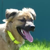 CODA, chien à adopter