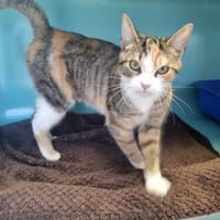 NANOU, chatte à adopter